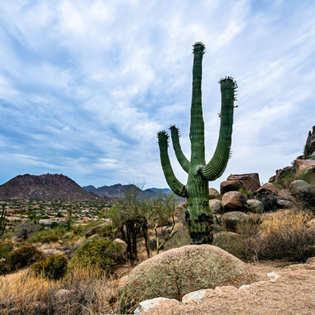 Kaktuslandschaft_1_1