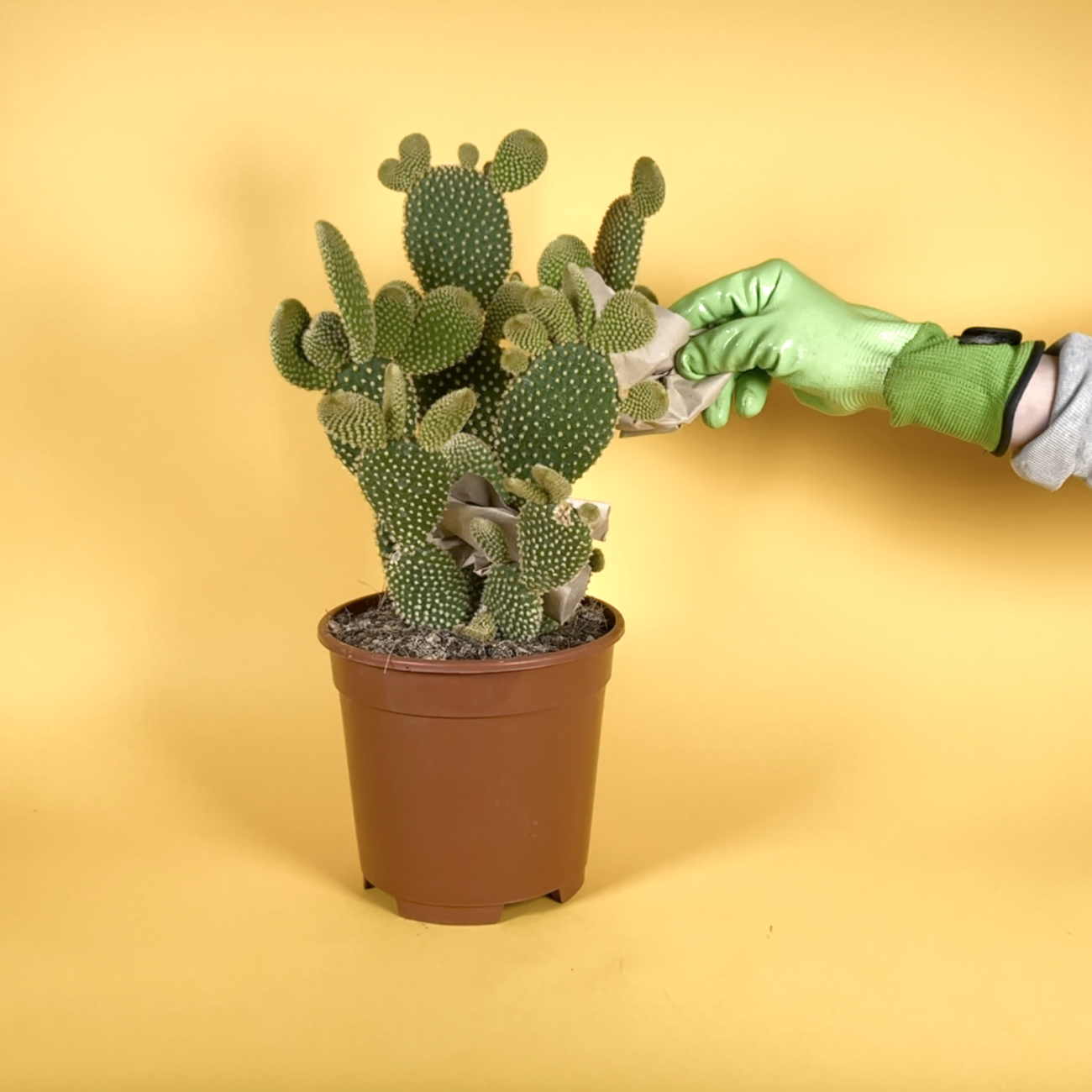 MicrosoftTeams-image (4)