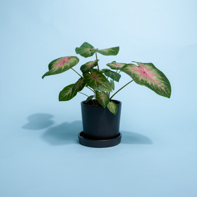 gruenpflanze-im-topf-mit-drainageloch-und-untersetzer