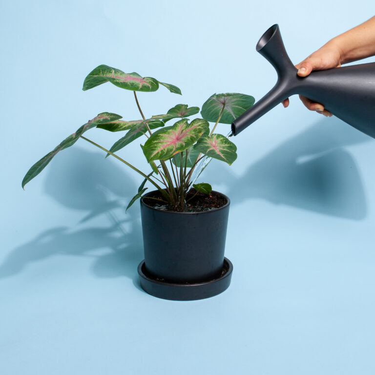 gruenpflanzen-bewaesserung-von-oben