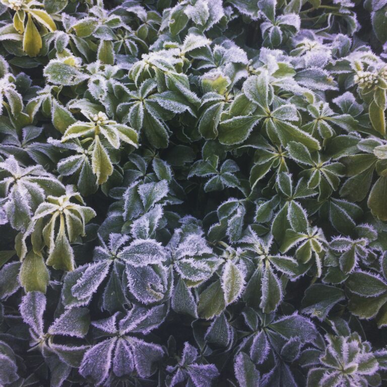 Zimmerpflanzenpflege_Temperatur