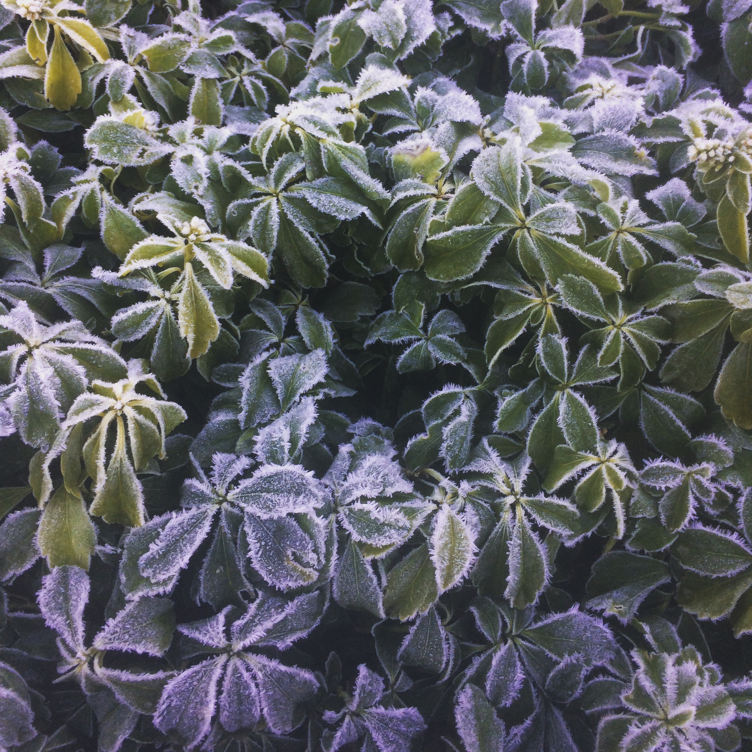 Zimmerpflanzenpflege_Temperatur