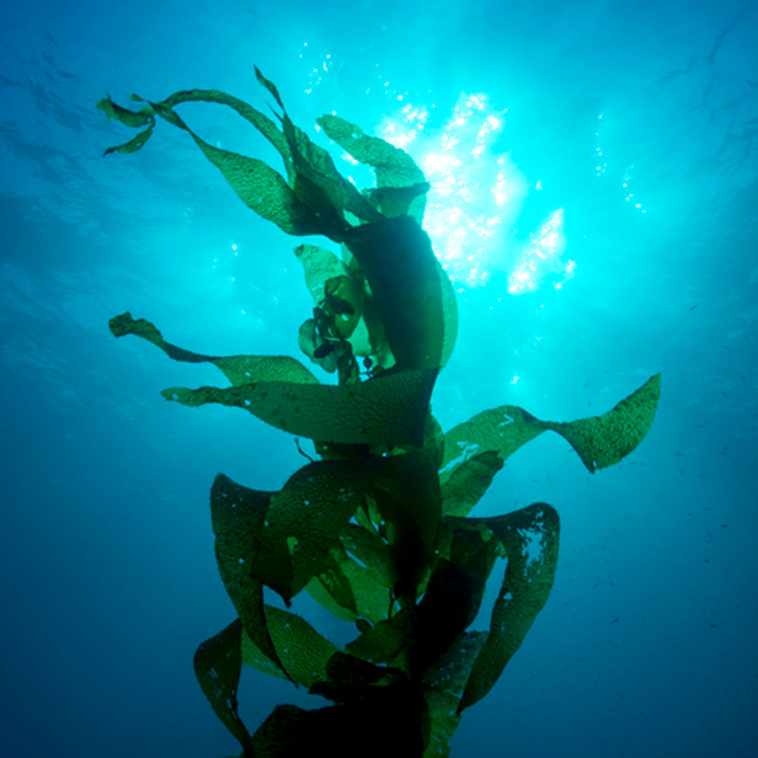 algen-meer-licht-reflektion