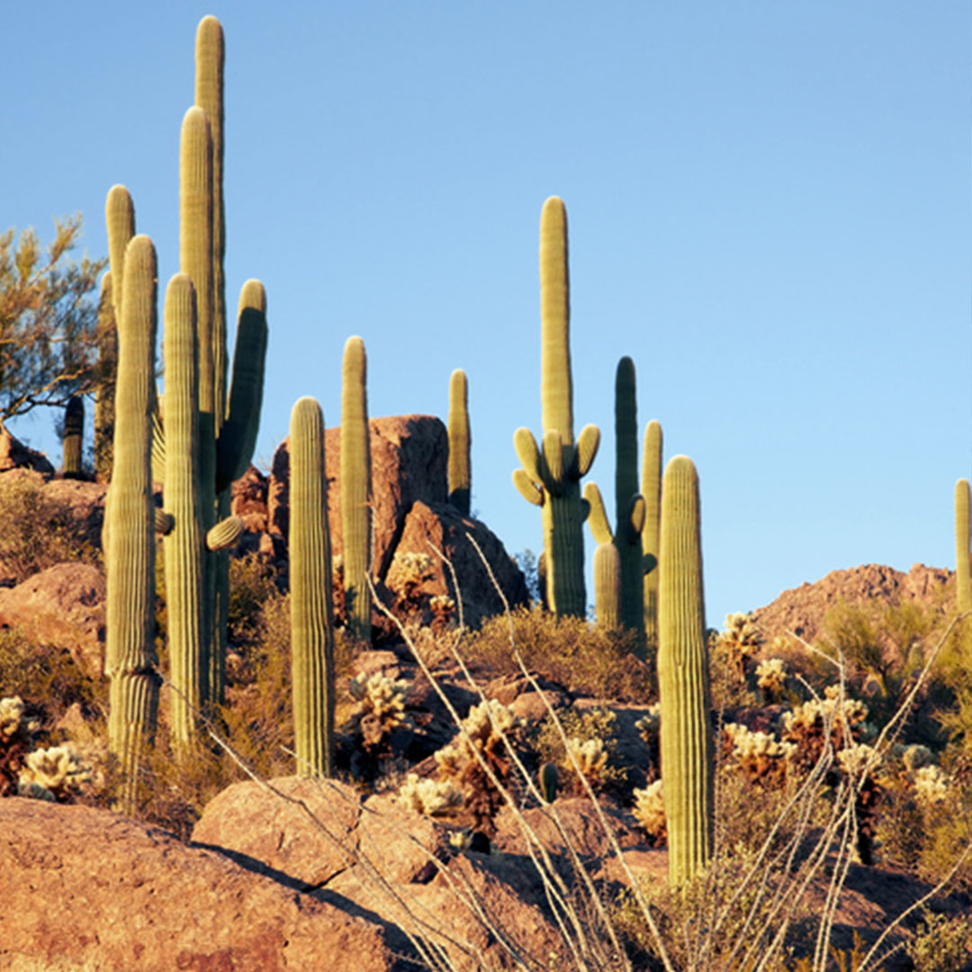 kakteen-im-sonnenlicht-freie-natur