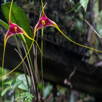 nahaufnahme-bluete-orchidee