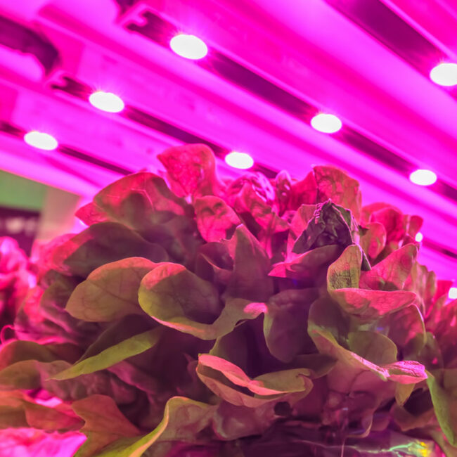 Pflanzen unter rotem Licht