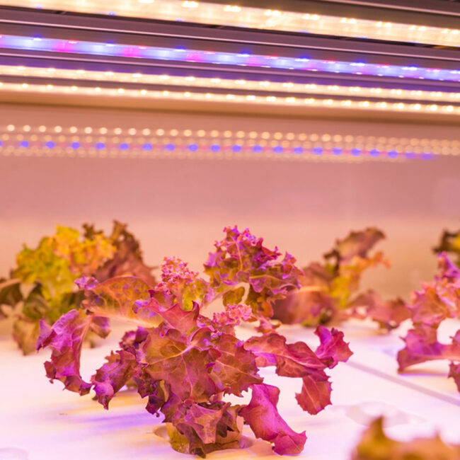 Pflanzen unter rot-blauem Licht