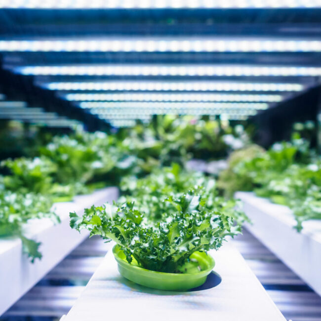 Pflanzen unter weißem Licht