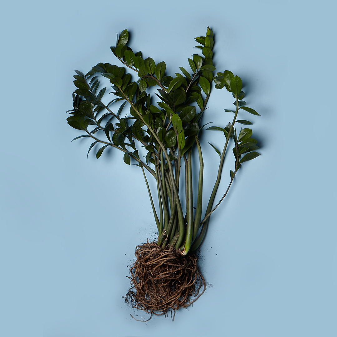 zamioculcas-zamiifolia-wurzeln