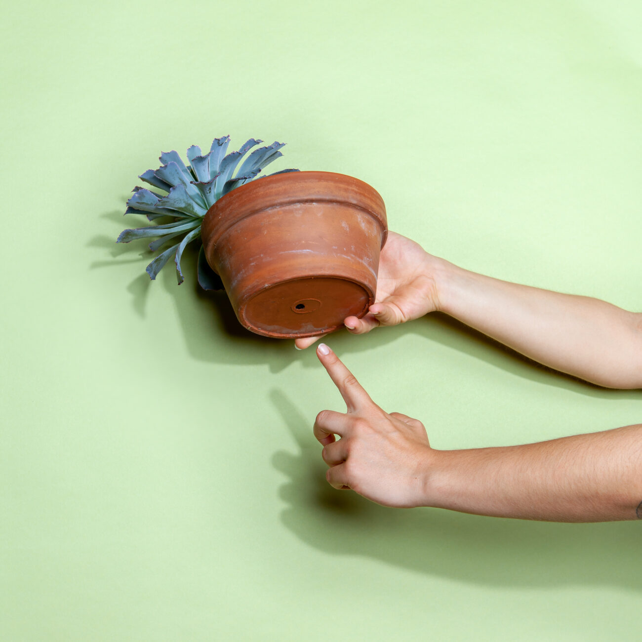 ueberwaesserung-sukkulente-drainageloch