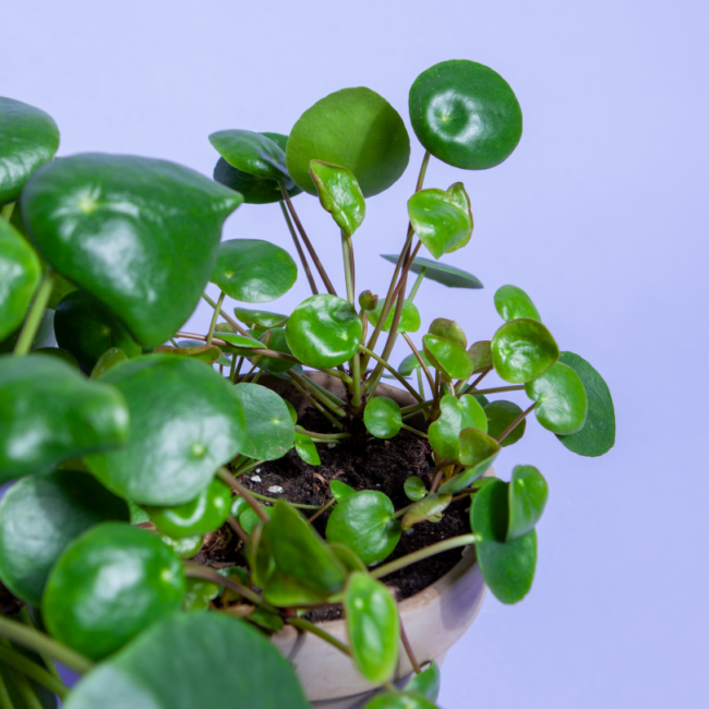 plant-with-offshoots