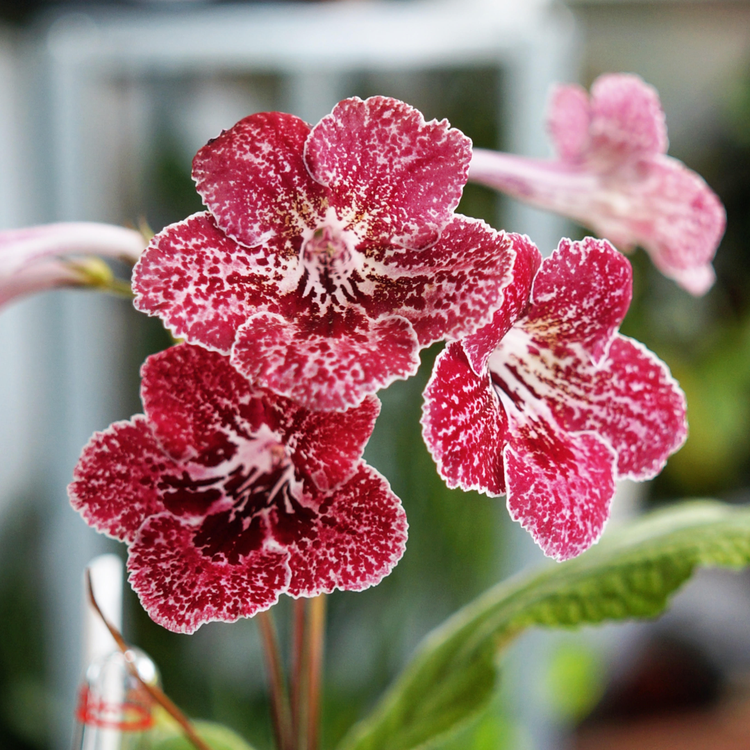 streptocarpus-drehfrucht