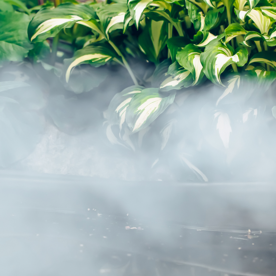 gruenpflanzen-dunst-trockenstress