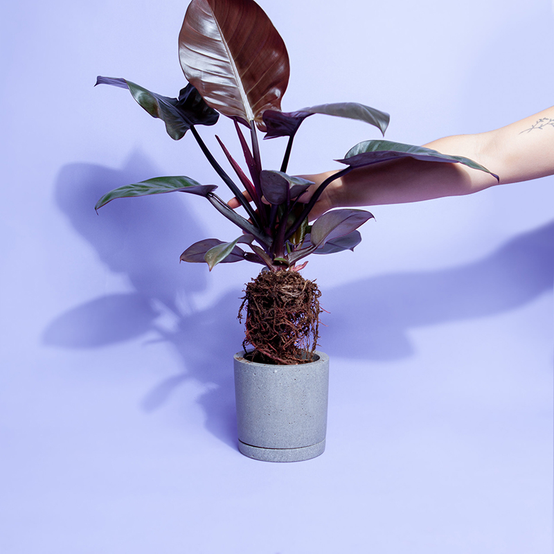 umtopfen-pflanze-aus-topf-lösen