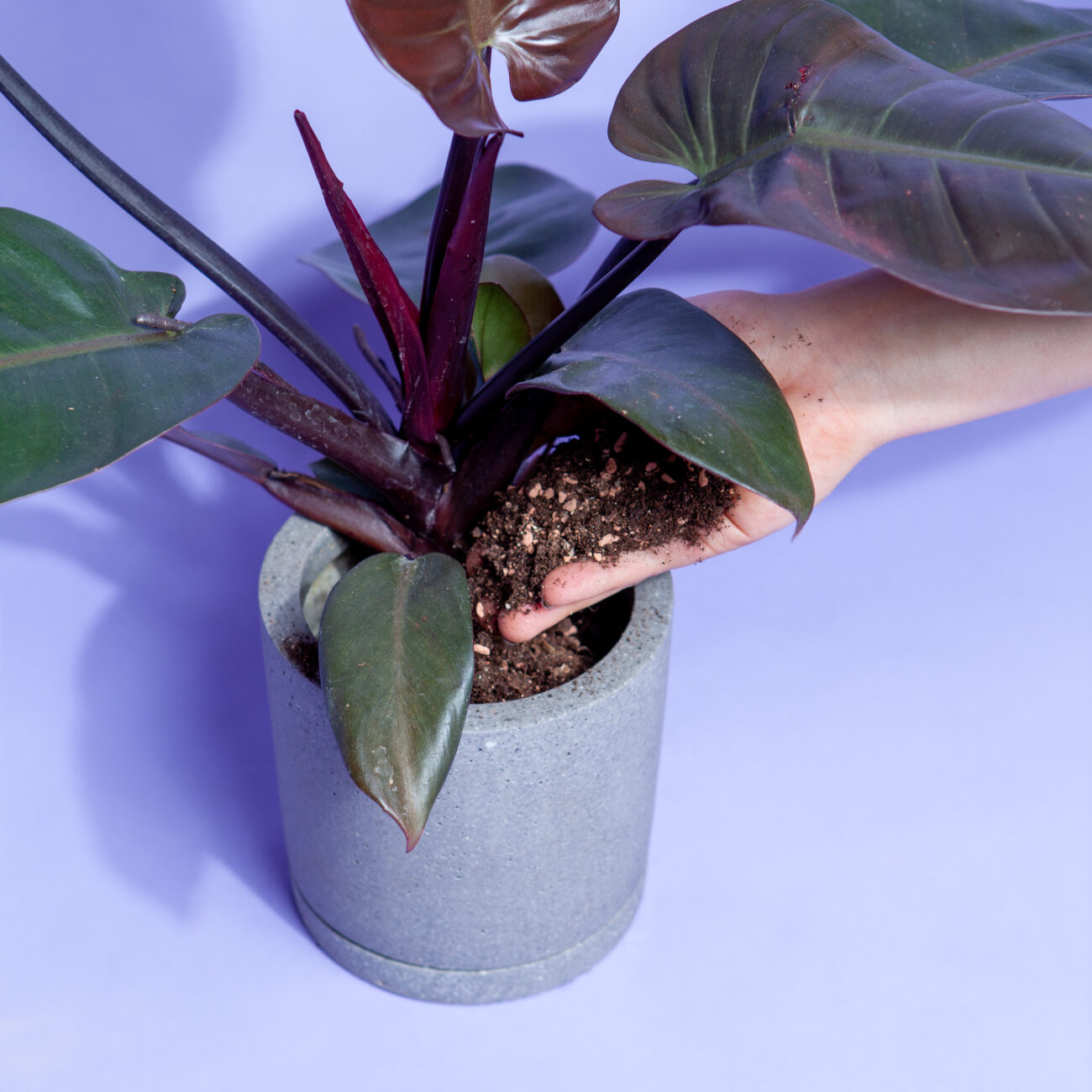 umtopfen-substrat-mischung-einfuellen