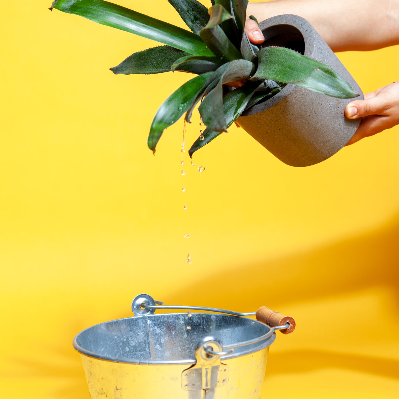 epiphyten-drainage-ueberschuessiges-wasser-abschuetten