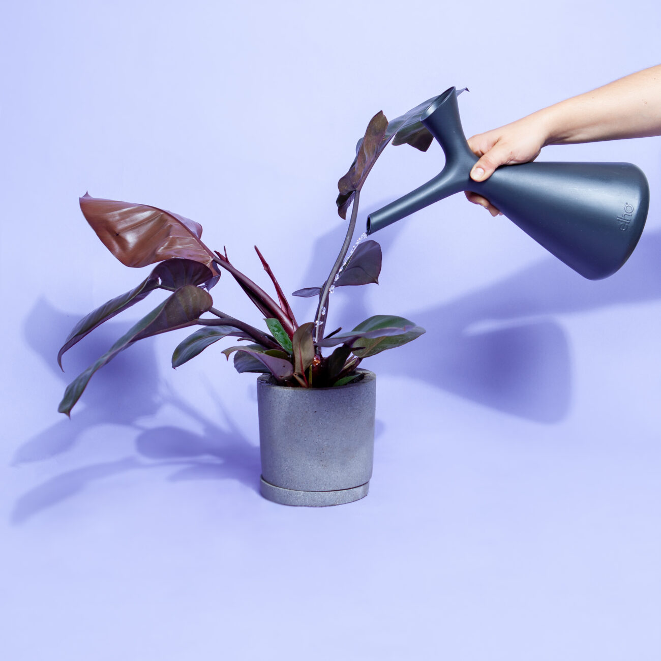 umtopfen-gruenpflanze-gießen