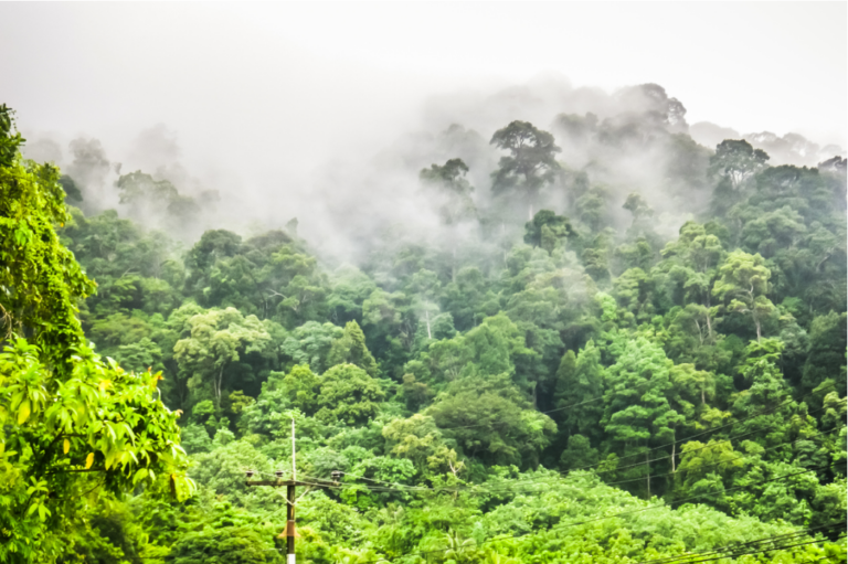 luftfeuchtigkeit-zimmerpflanzen-dunst