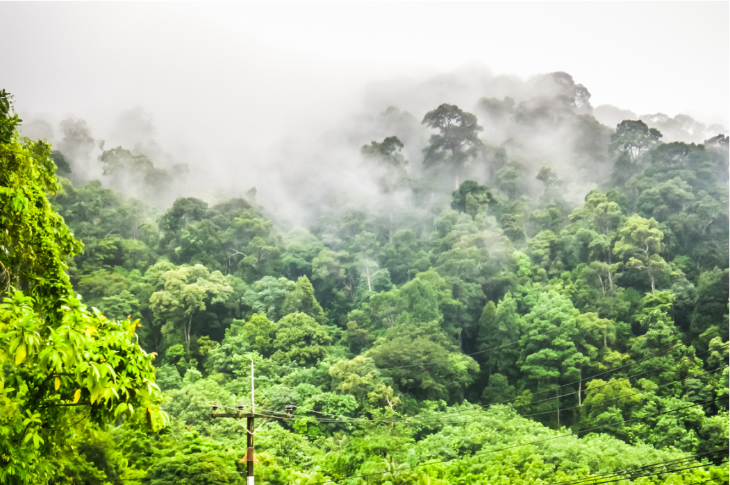 luftfeuchtigkeit-zimmerpflanzen-dunst