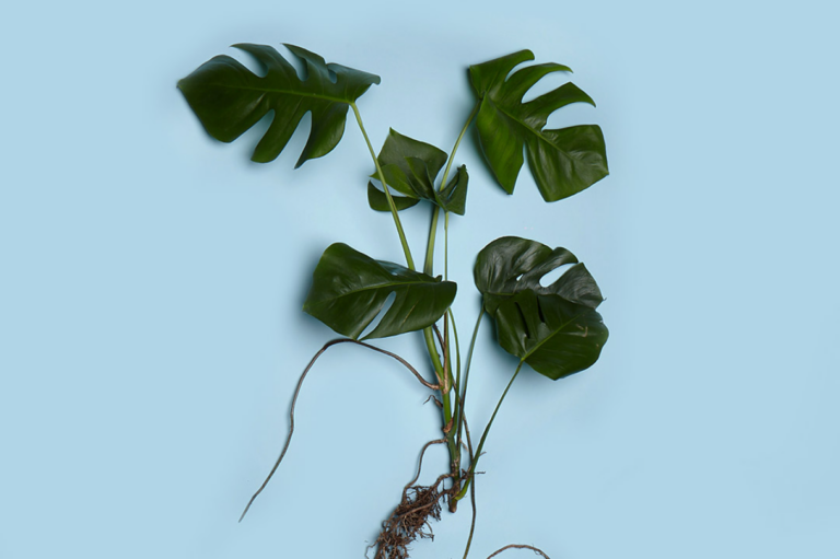 monstera-deliciosa-ohne-topf-freie-wurzeln