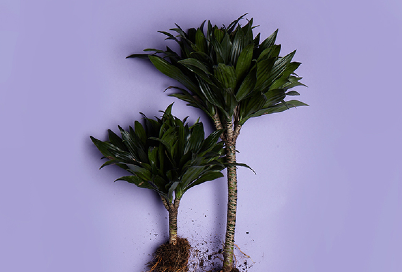 dracaena-fragrans​-drachenbaum