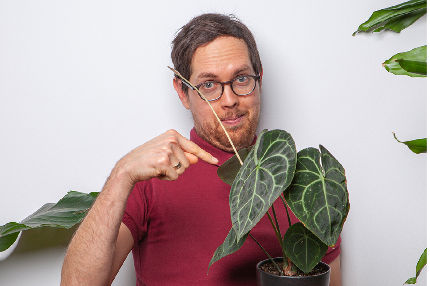 anthurium-clarinervum