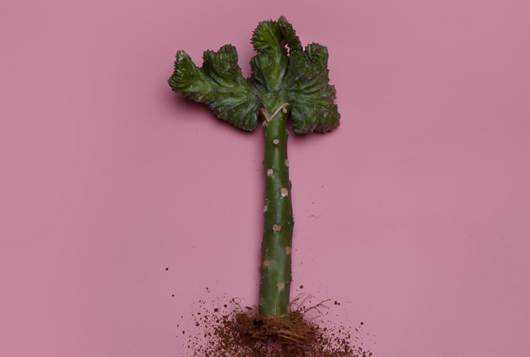 euphorbia-lactea-cristata-korallen-wolfsmilch