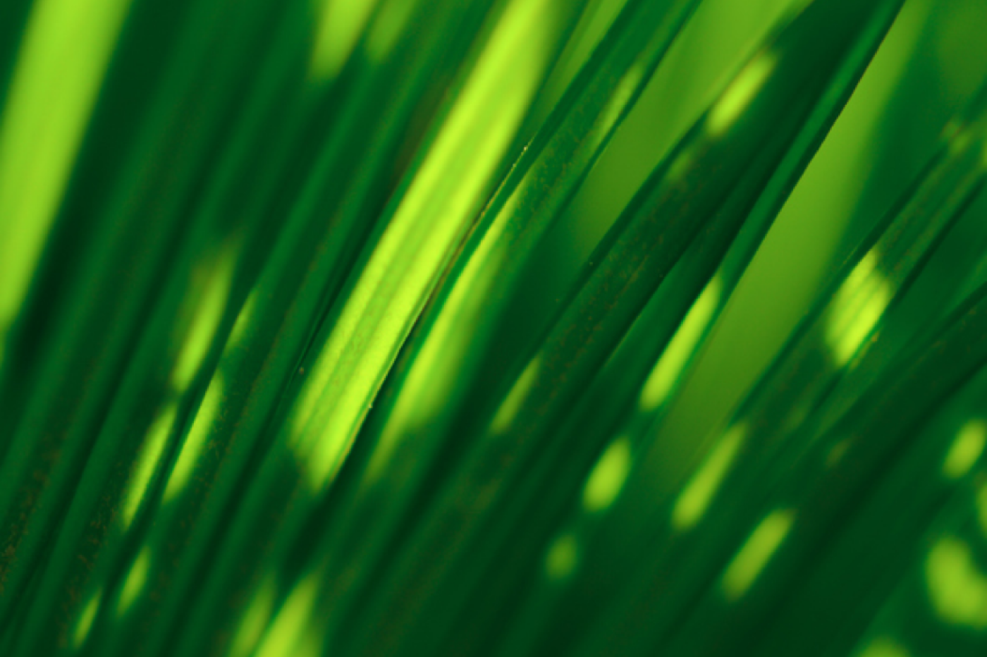 grashalme-im-licht-und-schatten