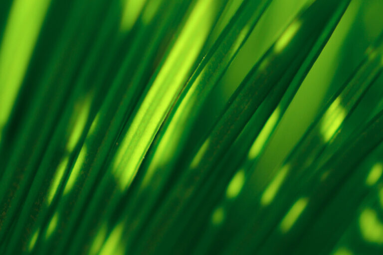 graeser-licht-schatten-1