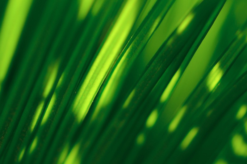 graeser-licht-schatten-1