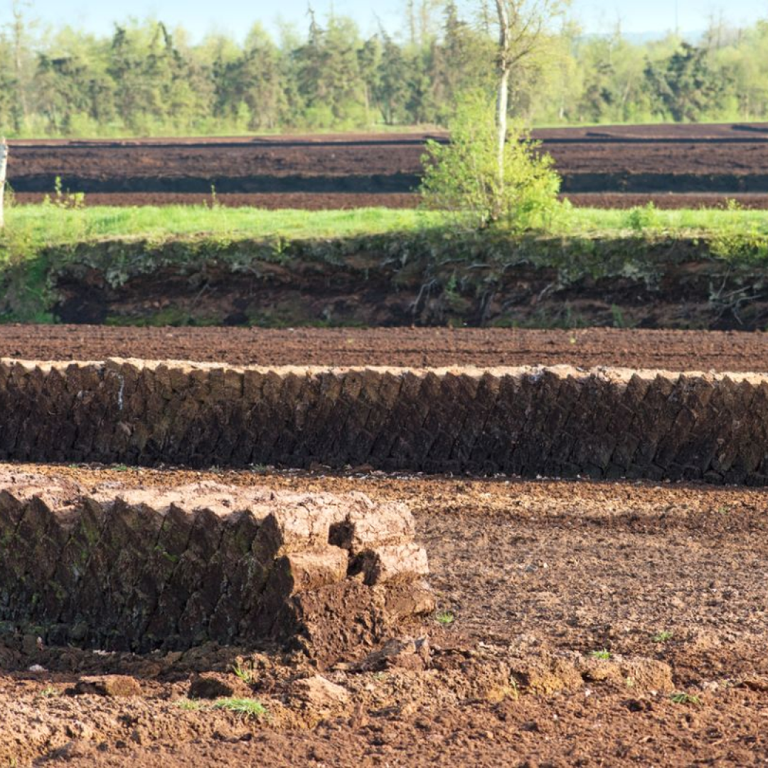 Trofgewinnung_Hochmoorlandschaf_Naturzerstörung