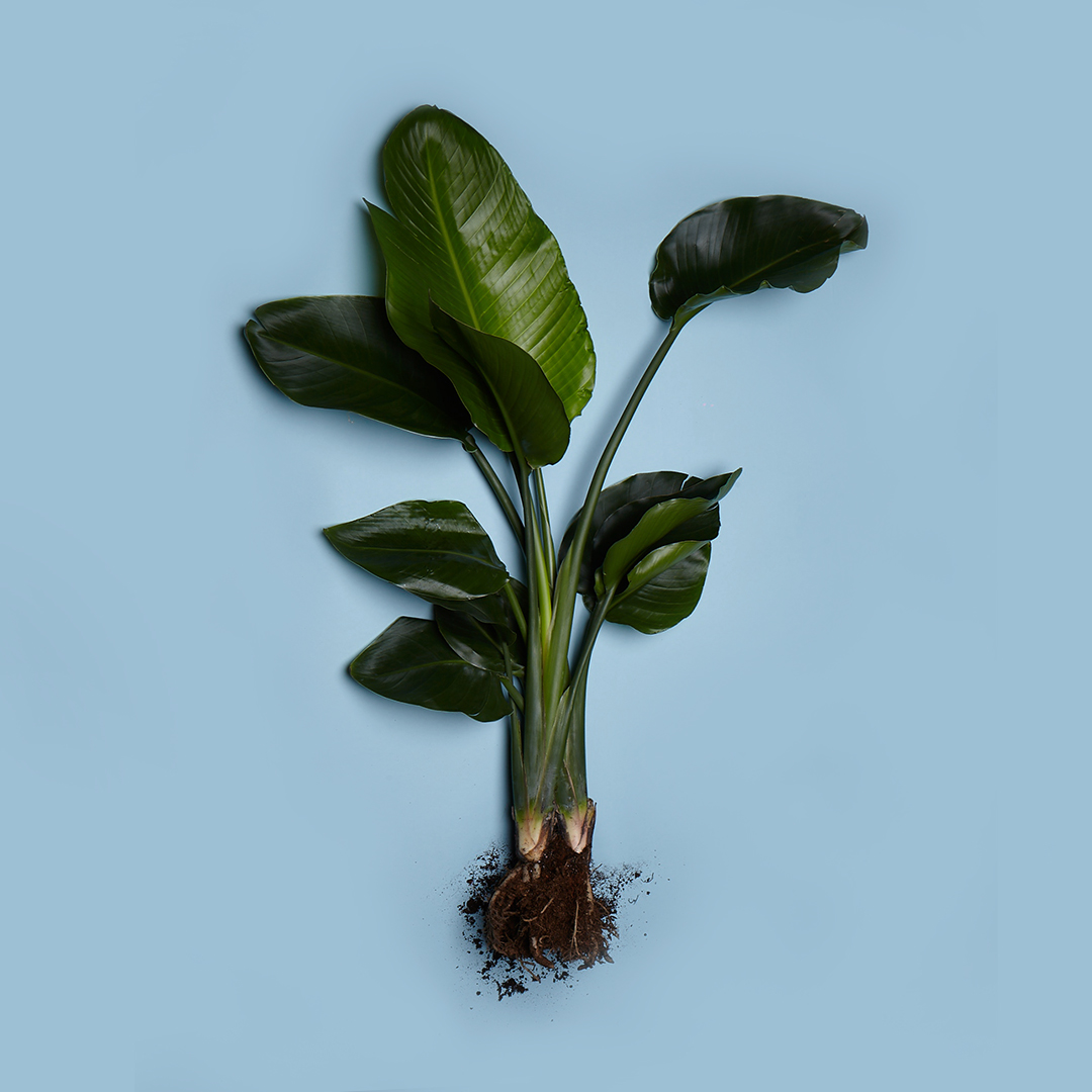 01_Strelizia_Nicolai_1080