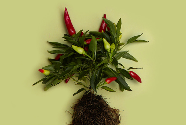 capsicum-frutescens-cayenne-pfeffer-wurzeln