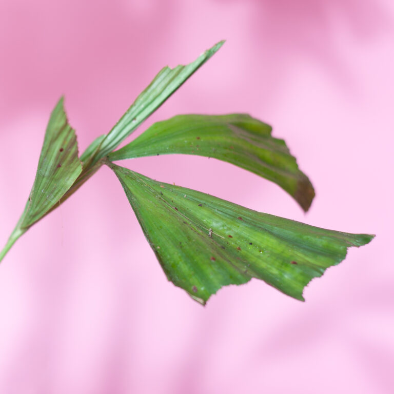 Schädlingsbekämpfung-Schildläuse-Erkennen