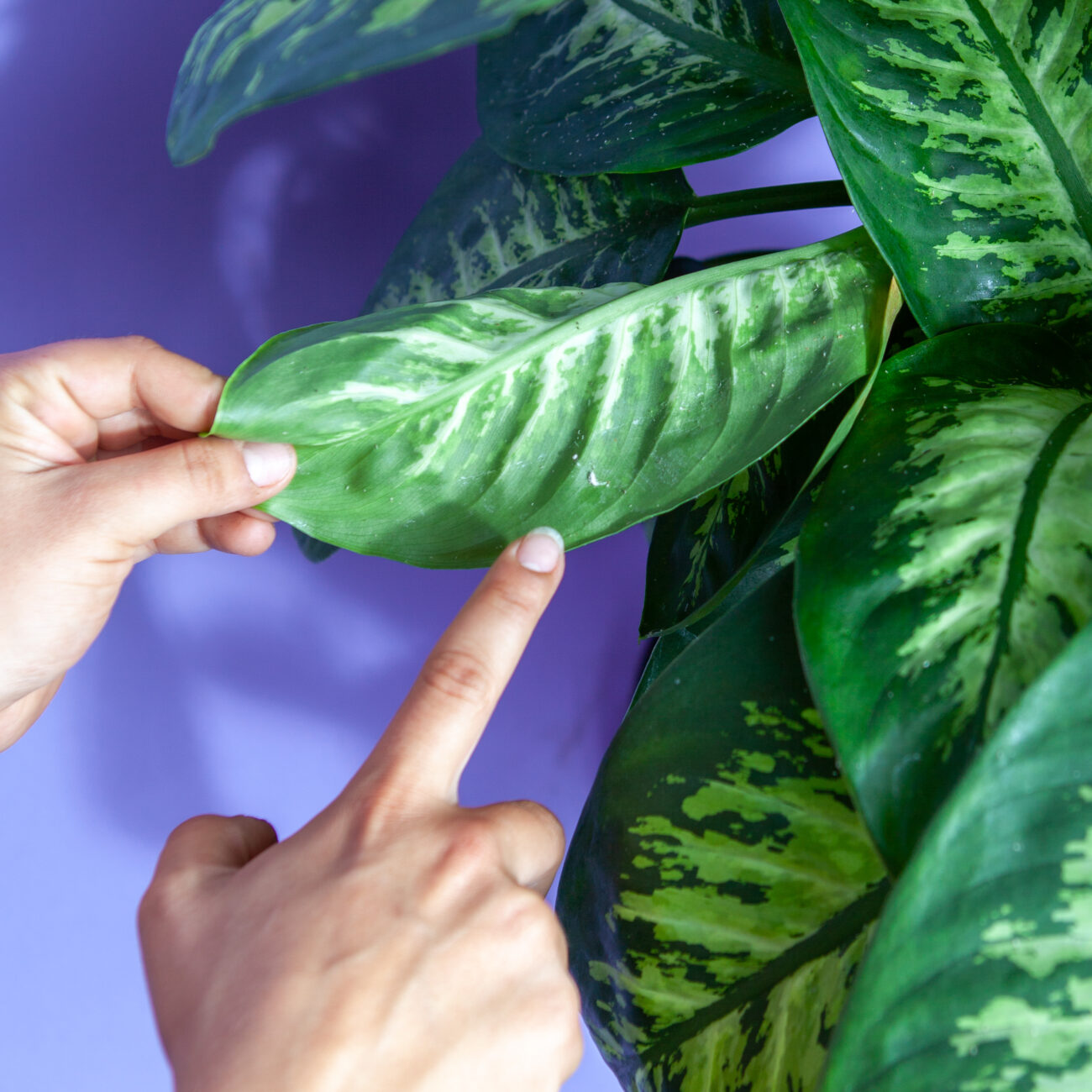 Wollläuse-Schädlingsbekämpfung-Tutorail