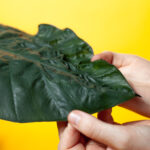 Schädlingsbekämpfung-Spinnenmilben-Erkennen