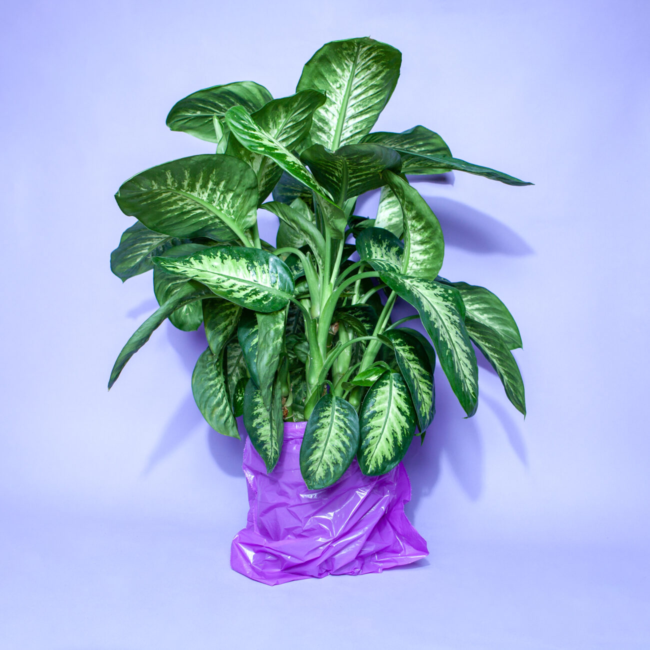 Wollläuse-Schädlingsbekämpfung-Tutorail