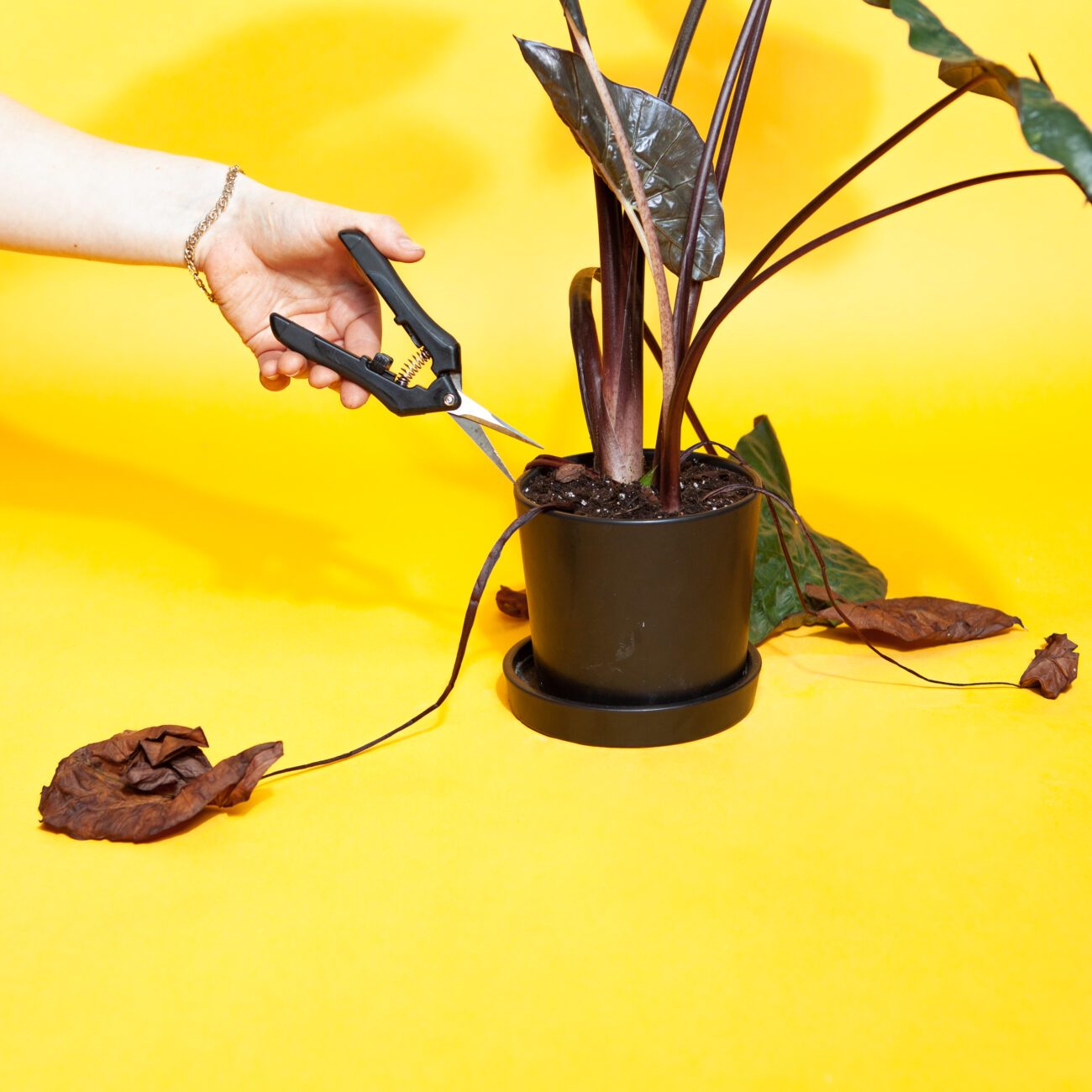 Schädlingsbekämpfung-Spinnenmilben-Erkennen-Schere