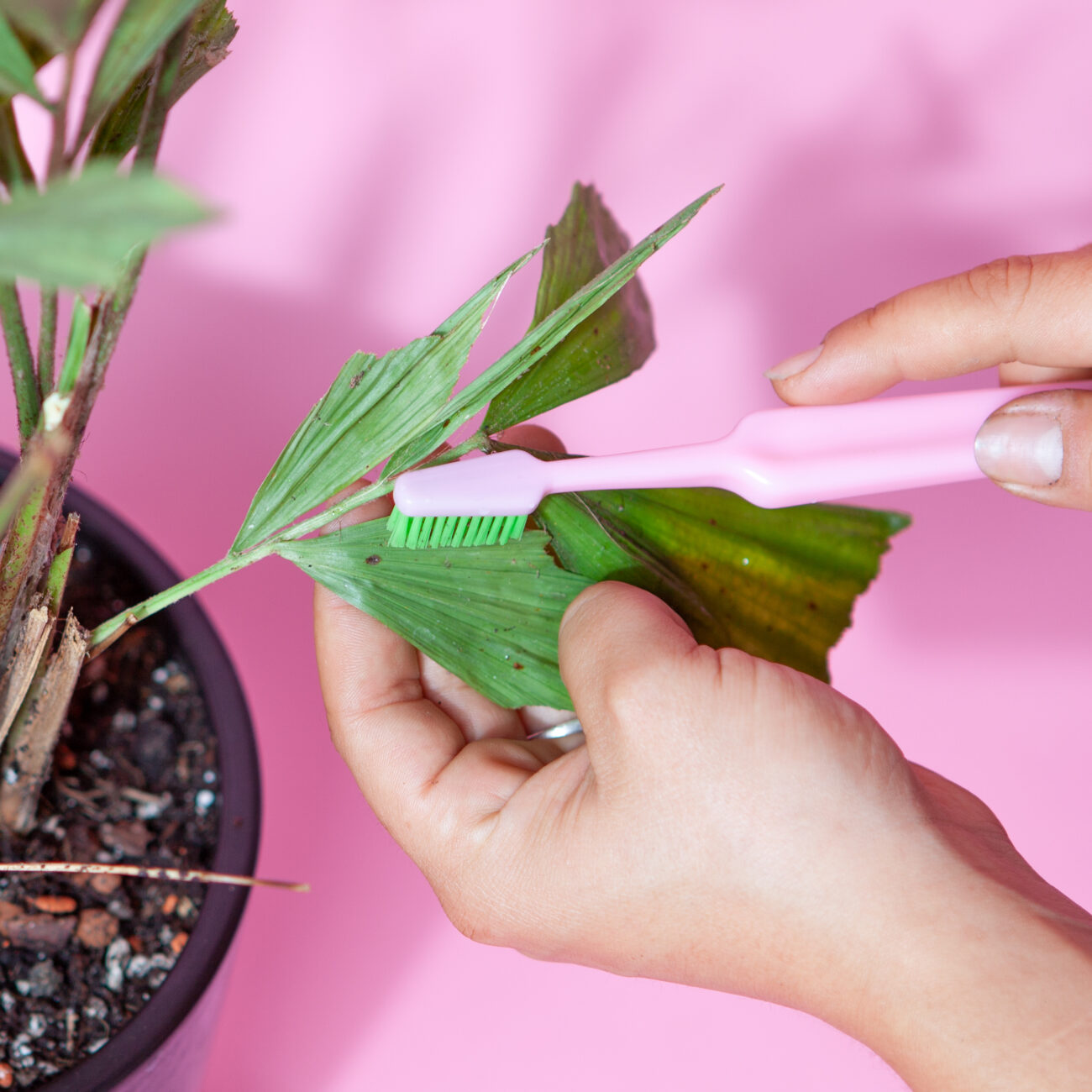 Schädlingsbekämpfung-Schildläuse-Zahnbürste-Abkratzen