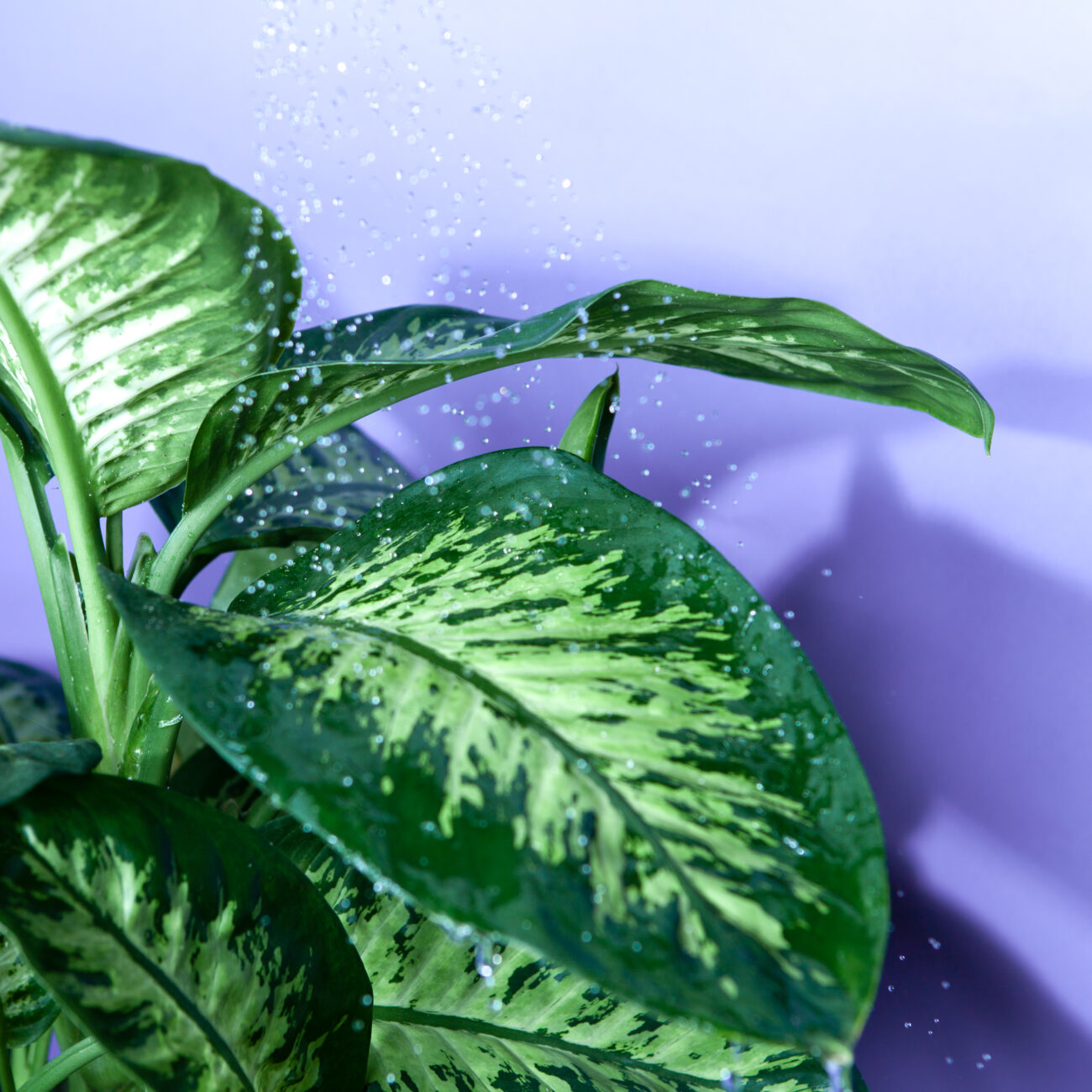 Wollläuse-Schädlingsbekämpfung-Tutorail