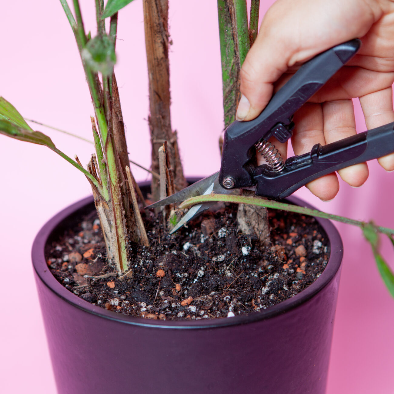 Schädlingsbekämpfung-Schildläuse