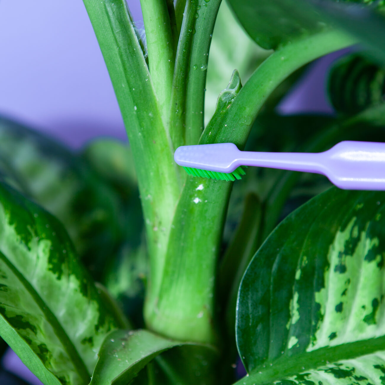 Wollläuse-Schädlingsbekämpfung-Tutorail-Zahnbürste