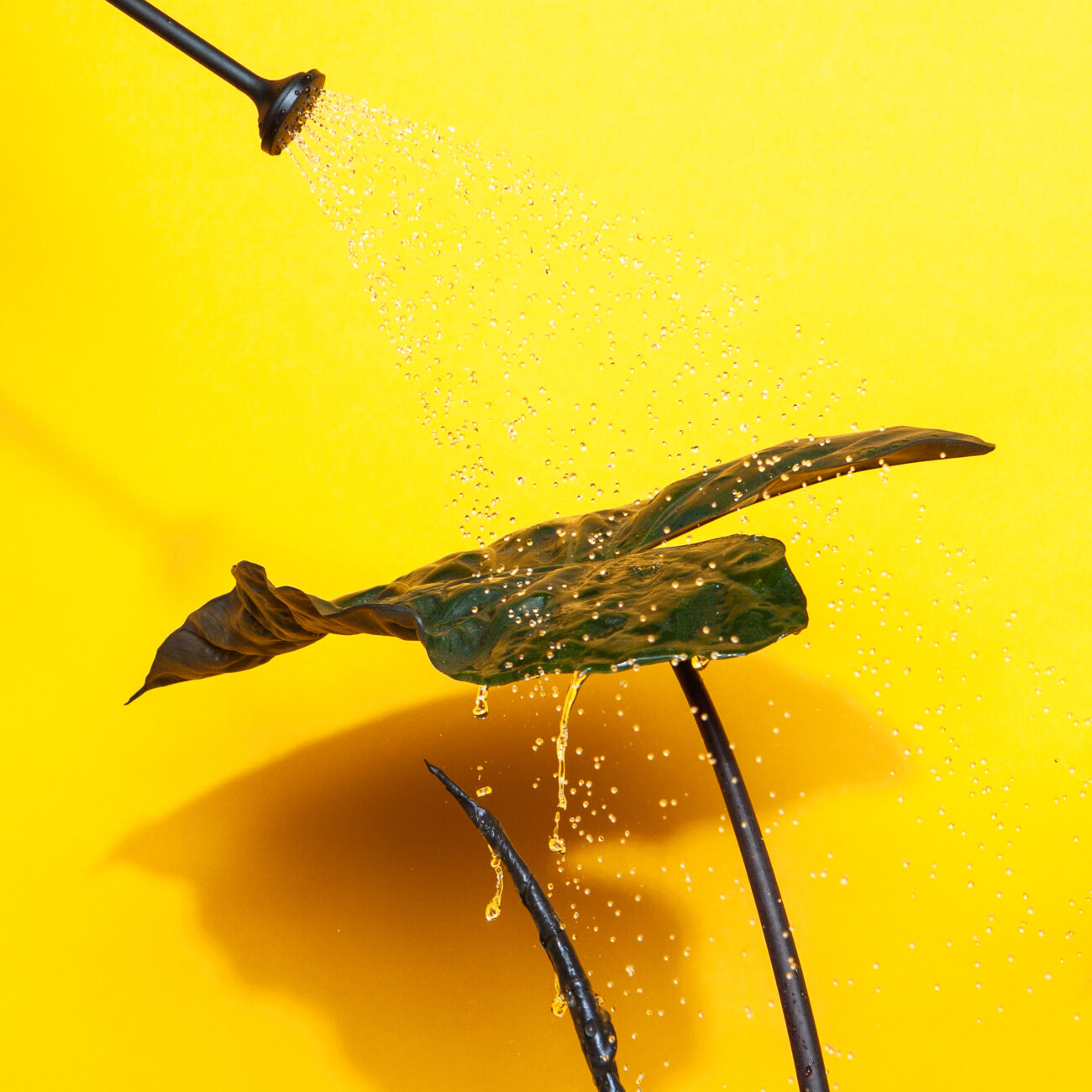 Schädlingsbekämpfung-Spinnenmilben-Abduschen