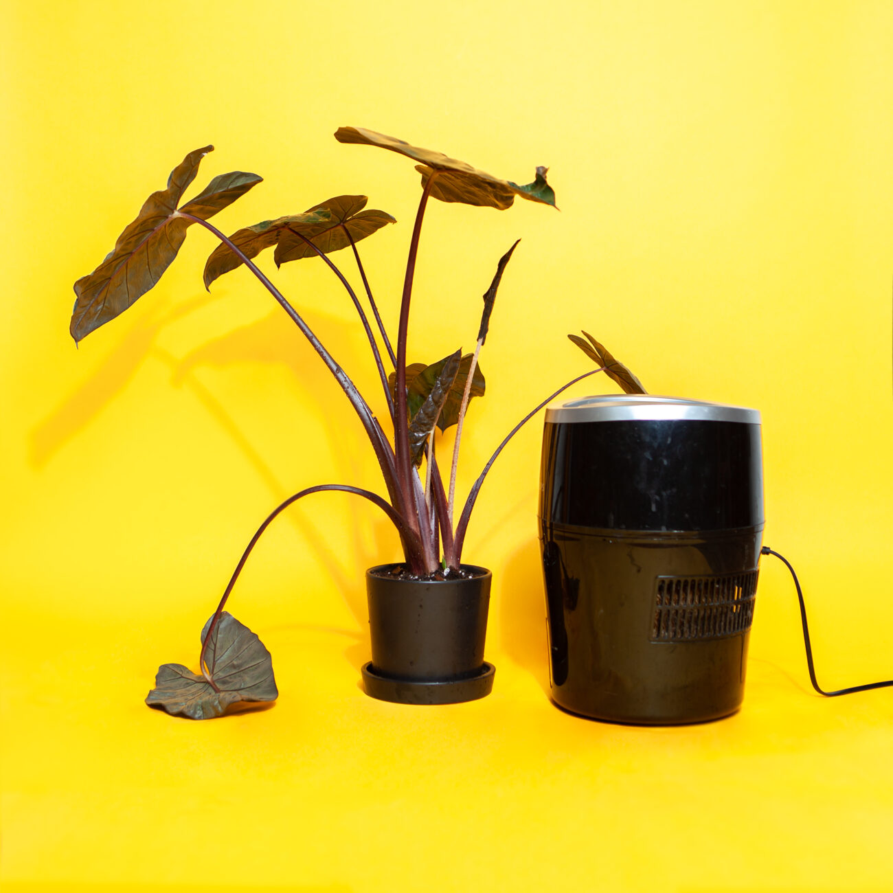 Schädlingsbekämpfung-Spinnenmilben-Luftfeuchtigkeit