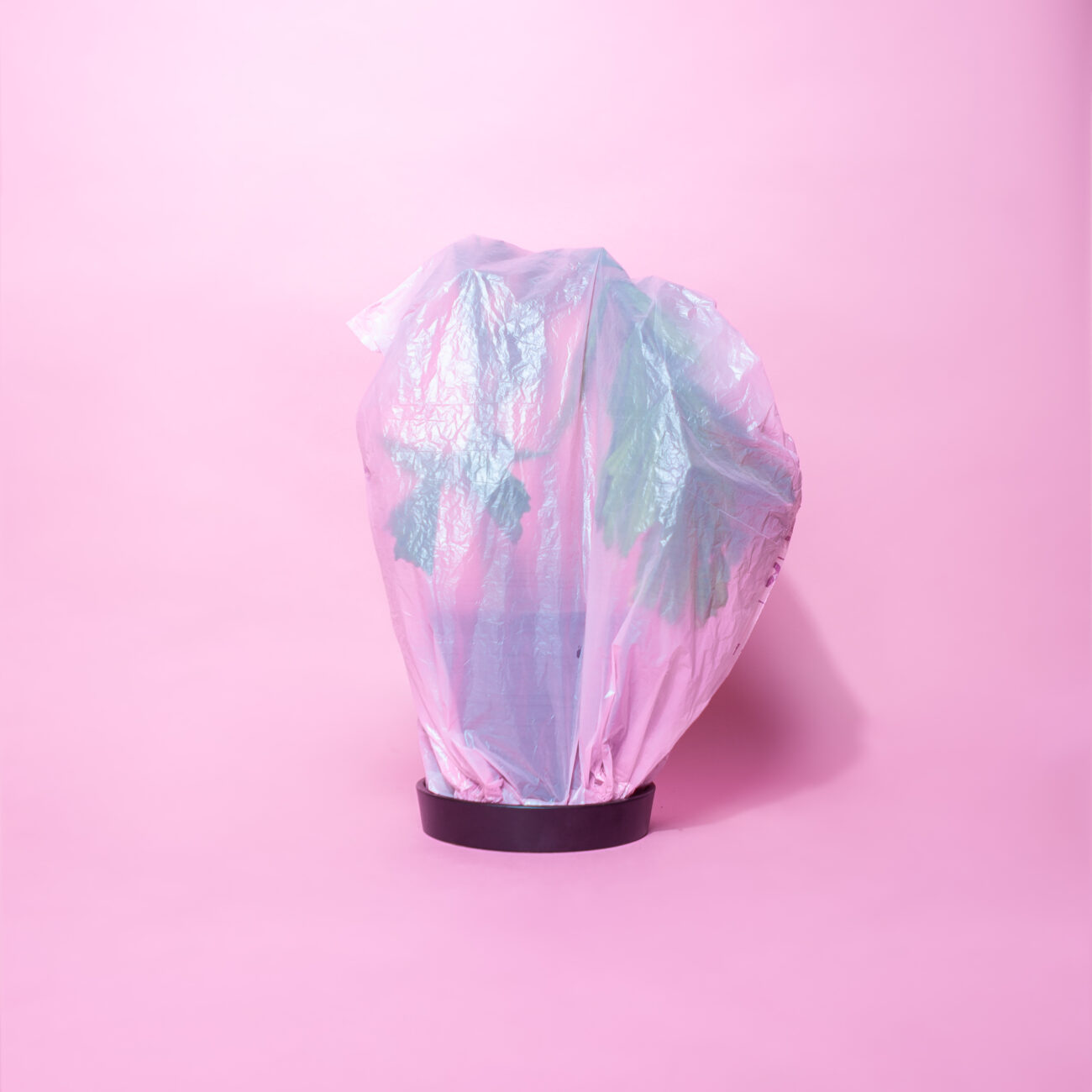 Schädlingsbekämpfung-Schildläuse-Plastiktüte