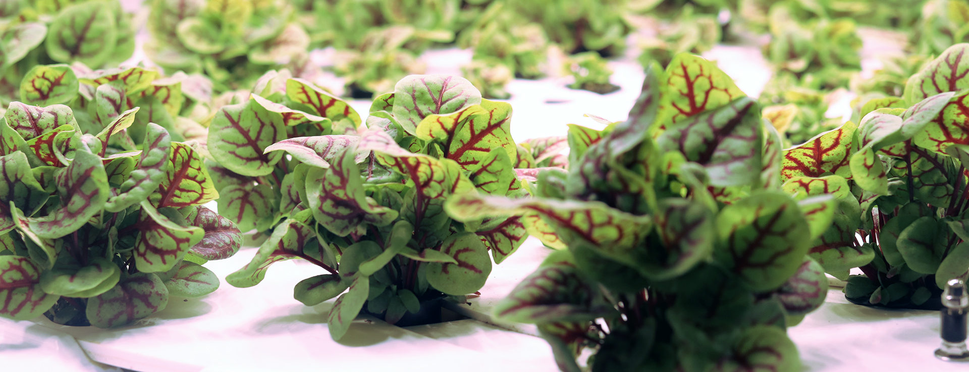 PlantTechHeaderInfarm2-1920x737