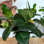 Gummibaum Anfang 4 3