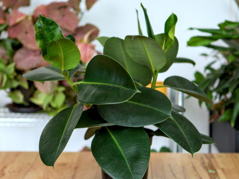 Gummibaum Anfang 4 3