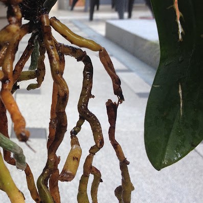 Rotten aerial roots of an orchid