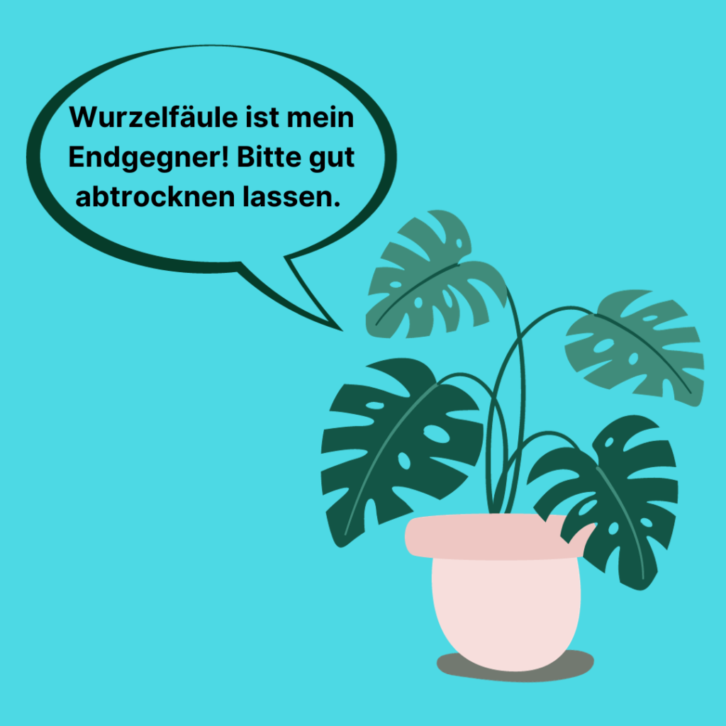 Wasser Monstera DE richtig